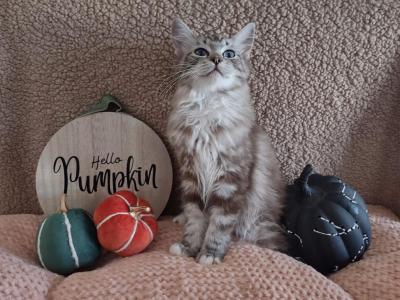 Seal Mink Mitted Tabby Female - Ragdoll - Gallery Photo #1