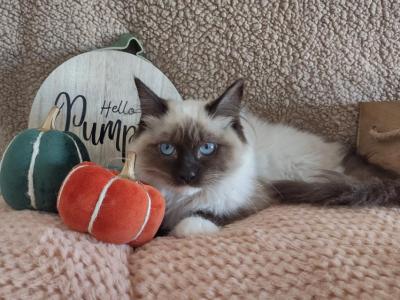 Seal Mitted Female - Ragdoll - Gallery Photo #1