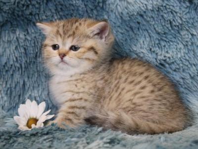 English Muffins - Munchkin - Gallery Photo #1