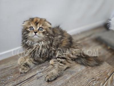 Scottish Kilts Reserve Your Now - Scottish Fold - Gallery Photo #1