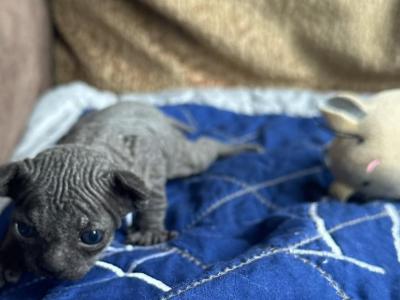 Dark Gray Green Eyes Sphynx Pittsburg Cleveland - Sphynx - Gallery Photo #1