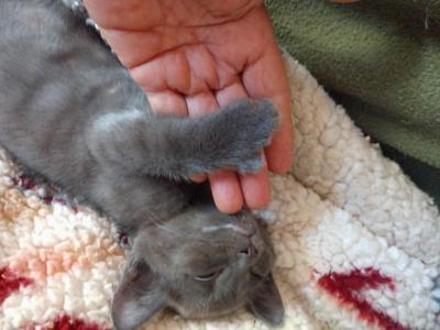 Pauli Polydactyl Scottish Straight - Scottish Straight - Gallery Photo #1