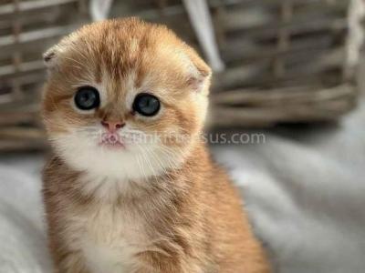 Ufa Baby Girl Golden Chinchila Scottish Fold - Scottish Fold - Gallery Photo #1