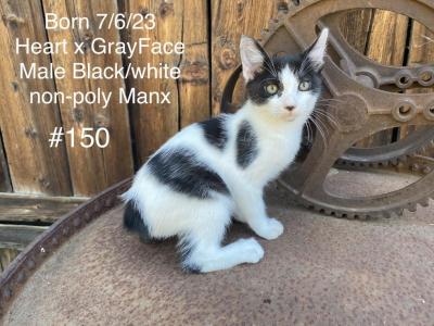 Black And White Manx Male - Manx - Gallery Photo #1