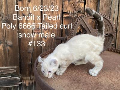 Snow Highlander - Highlander - Gallery Photo #1