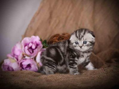 Dream Butterfly Tabby Baby Boy Scottish Fold - Scottish Fold - Gallery Photo #1