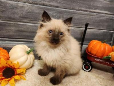 Mist - Siamese - Gallery Photo #1