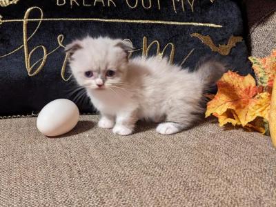 Hootie And Dory Kittens - Scottish Fold - Gallery Photo #1