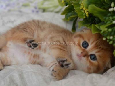 Black Golden Spotted Tabby Scottish Fold Baby Boy - Scottish Fold - Gallery Photo #1