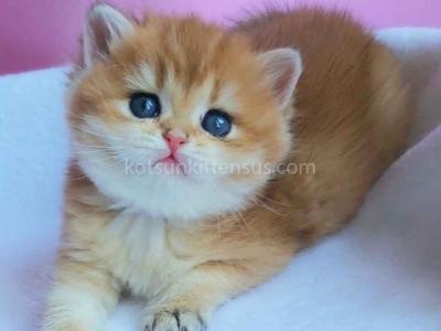Gertruda The Cutest British Shorthair Golden Ny 11 - British Shorthair - Gallery Photo #1