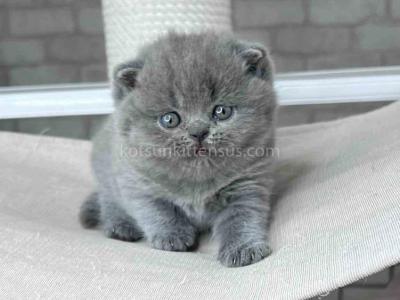Leona Chunky British Shorthair Blue Solid Color - British Shorthair - Gallery Photo #1