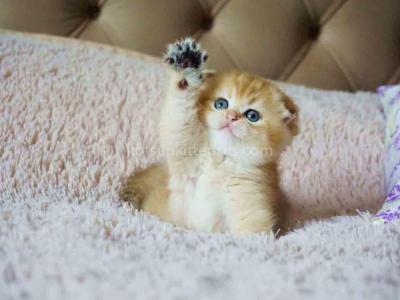 Lila Golden Shaded Baby Girl Scottish Fold Ny 11 - Scottish Fold - Gallery Photo #1