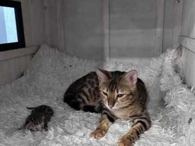 Kitties 1 - Bengal - Gallery Photo #1