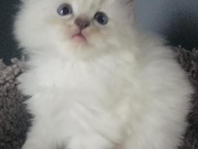 Ragdoll Kittens - Ragdoll - Gallery Photo #1