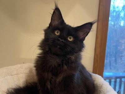 Maine Coon - Maine Coon - Gallery Photo #1