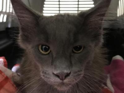 Magnolia Grayson Blue Kitty Coon - Maine Coon - Gallery Photo #1