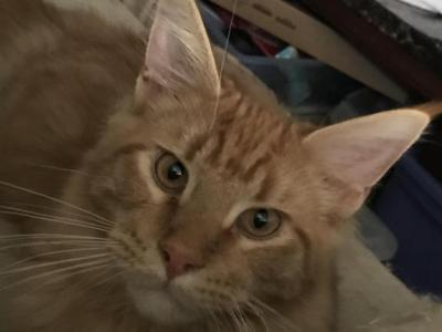 Furguson Maine Coon Boy - Maine Coon - Gallery Photo #1