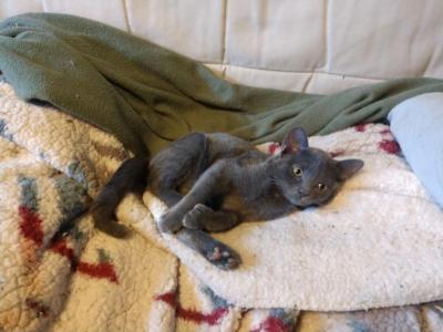 Pauli  Polydactyl  Scottish Straight - Polydactyl - Gallery Photo #1