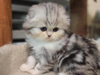 Gerta - Scottish Fold - Gallery Photo #1