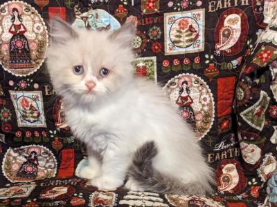 Nonstandard Kittens - Munchkin - Gallery Photo #1