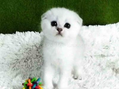 White Angel Green Eyes Ns 11 Silver Shaded - Scottish Fold - Gallery Photo #1