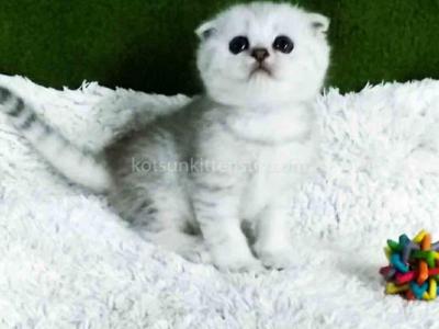 Simon Snow Leopard Scottish Fold Silver Tabby Boy - Scottish Fold - Gallery Photo #1