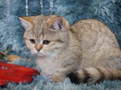 Metalli Black Golden Dwarf English Muffin Female - Munchkin - Gallery Photo #1