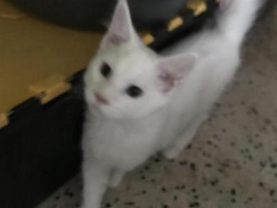 G R A C E - Maine Coon - Gallery Photo #1