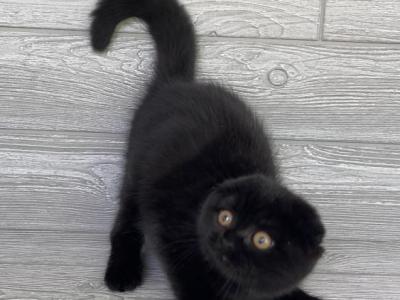 Elias Cattery - Scottish Fold - Gallery Photo #1