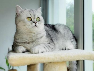 We Got Babies - British Shorthair - Gallery Photo #1