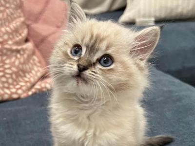 Ragdoll Snow Maine Coon Kittens Ready To Go - Ragdoll - Gallery Photo #1