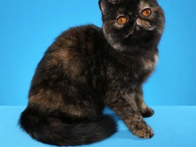 CH PURRTOPIA KISMET - Exotic - Gallery Photo #1