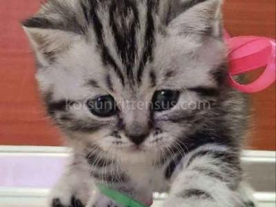 Butterfly Tabby Black Silver Marbled Girl - Scottish Straight - Gallery Photo #1