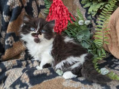 Munchkin - Munchkin - Gallery Photo #1
