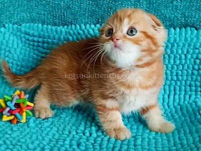 Orange Scottish Fold Boy Red Classic Tabby - Scottish Fold - Gallery Photo #1