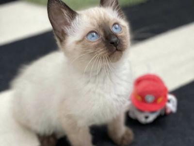 Balinese Kitten Litter Expected In May - Balinese - Gallery Photo #1