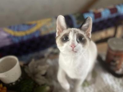 Pacific Northwest Kitten - Snowshoe - Gallery Photo #1