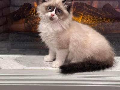 Yenns Rags - Ragdoll - Gallery Photo #1