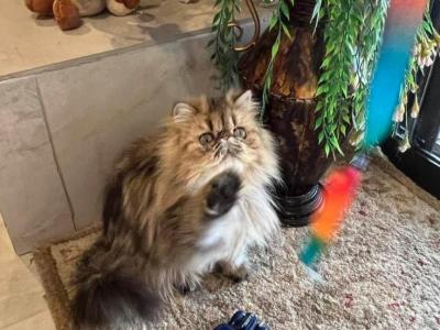 New Kittens - Persian - Gallery Photo #1