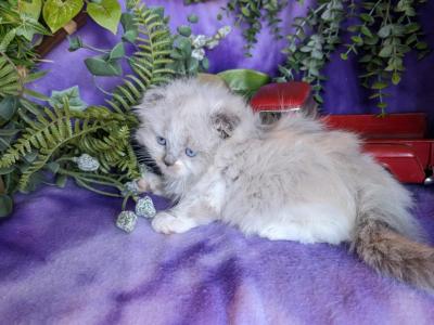 Scottish Kilt Kittens - Scottish Fold - Gallery Photo #1