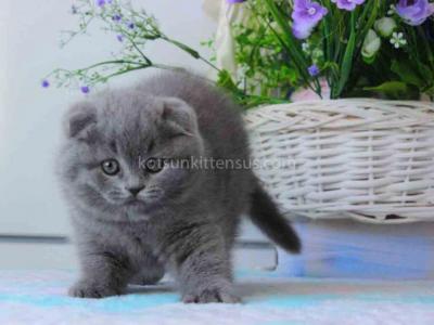 Blue Solid Teddy Bear Chunky Baby Boy - Scottish Fold - Gallery Photo #1