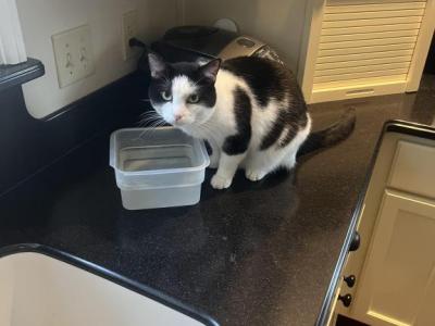 I Have Approximately 12 Kittens & Cats Available - Domestic - Gallery Photo #1