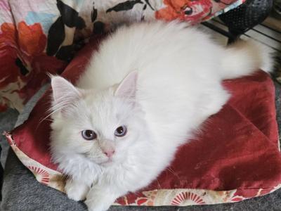 Flame Point Sweetheart - Ragdoll - Gallery Photo #1