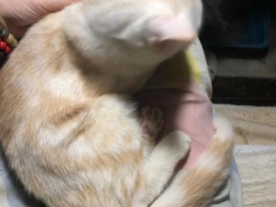 George Half Off Summer Sale - British Shorthair - Gallery Photo #1