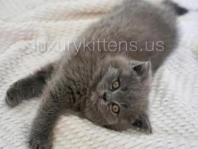 Blue Scottish Straight Males - Scottish Straight - Gallery Photo #1