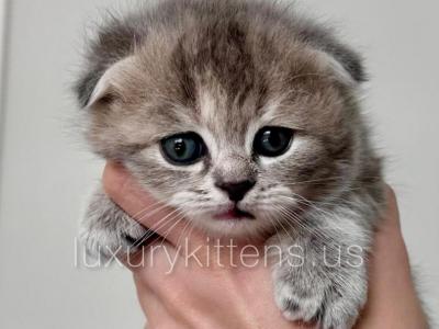 Blue Calico Scottish Fold Female - Scottish Fold - Gallery Photo #1