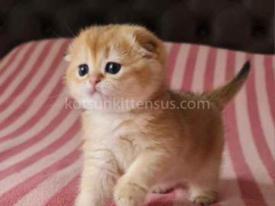 Felicia Golden Shaded Scottish Fold Baby Girl - Scottish Fold - Gallery Photo #1