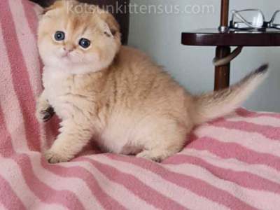 Golden Scottish Fold Baby Girl - Scottish Fold - Gallery Photo #1