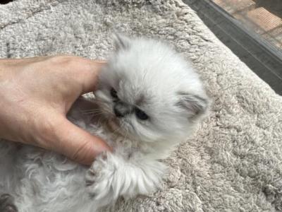 New Kittens - Persian - Gallery Photo #1