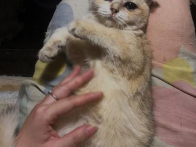 Golden Half Off Now - Scottish Fold - Gallery Photo #1